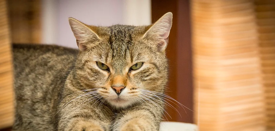 La casa a misura di gatto, eccola